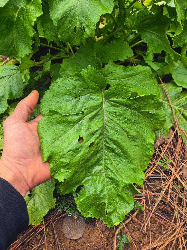 Wild Mustard Landrace