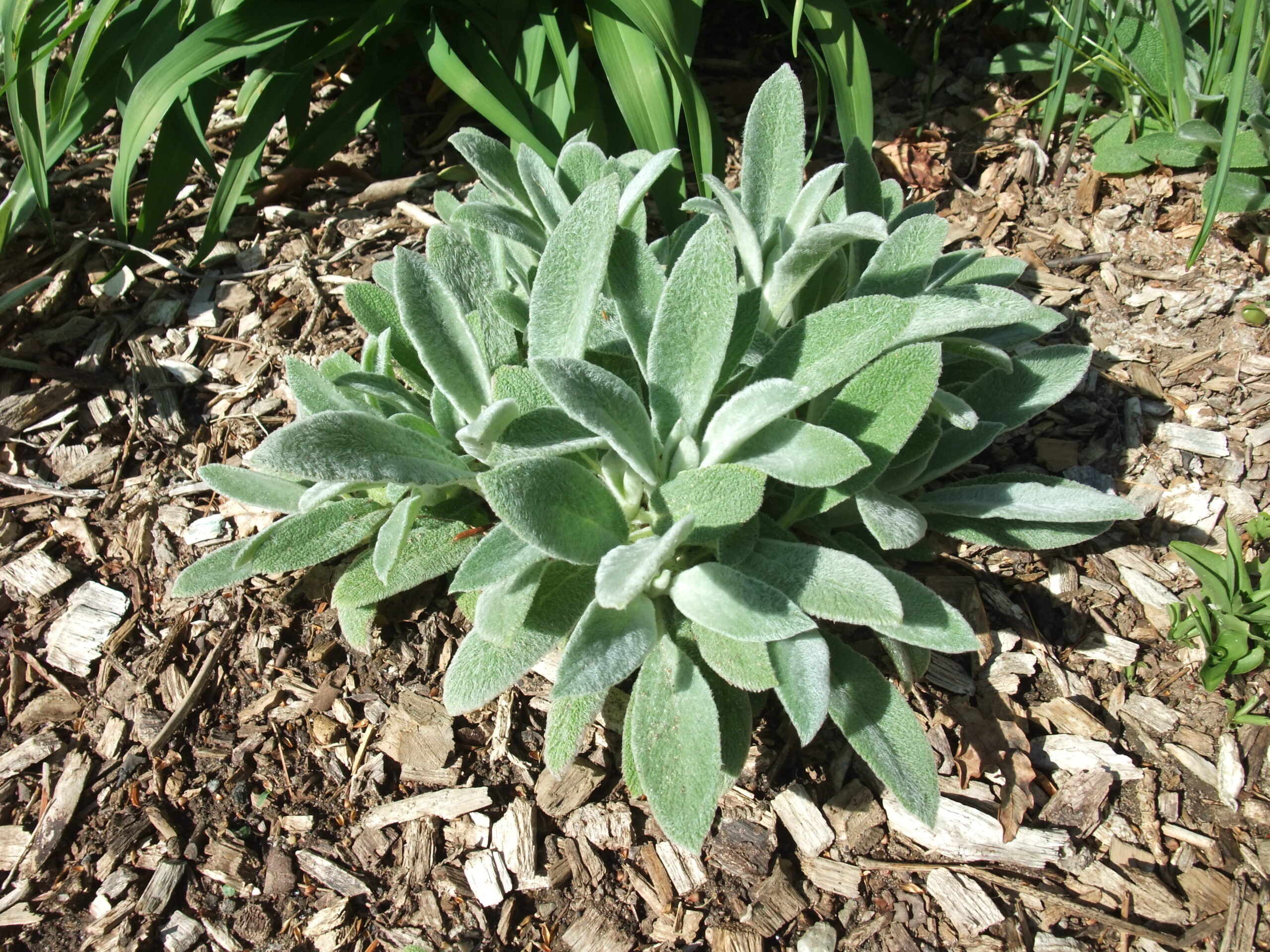 mediterranean plant pots Cora Planter in Mediterranean Blue – Chelsea Garden Center main image 0