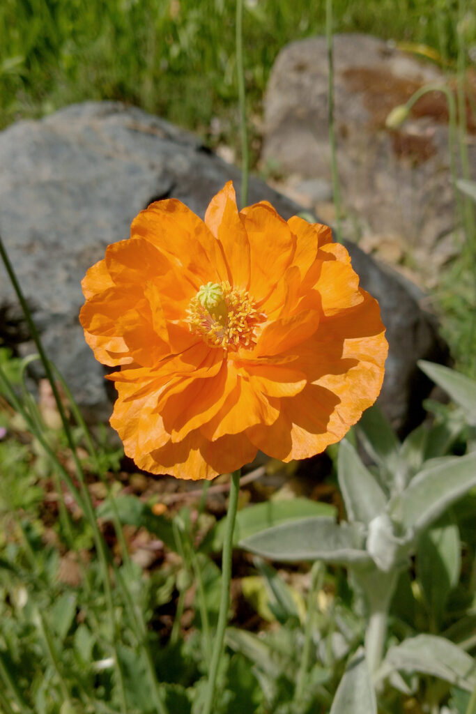 Spanish Poppy