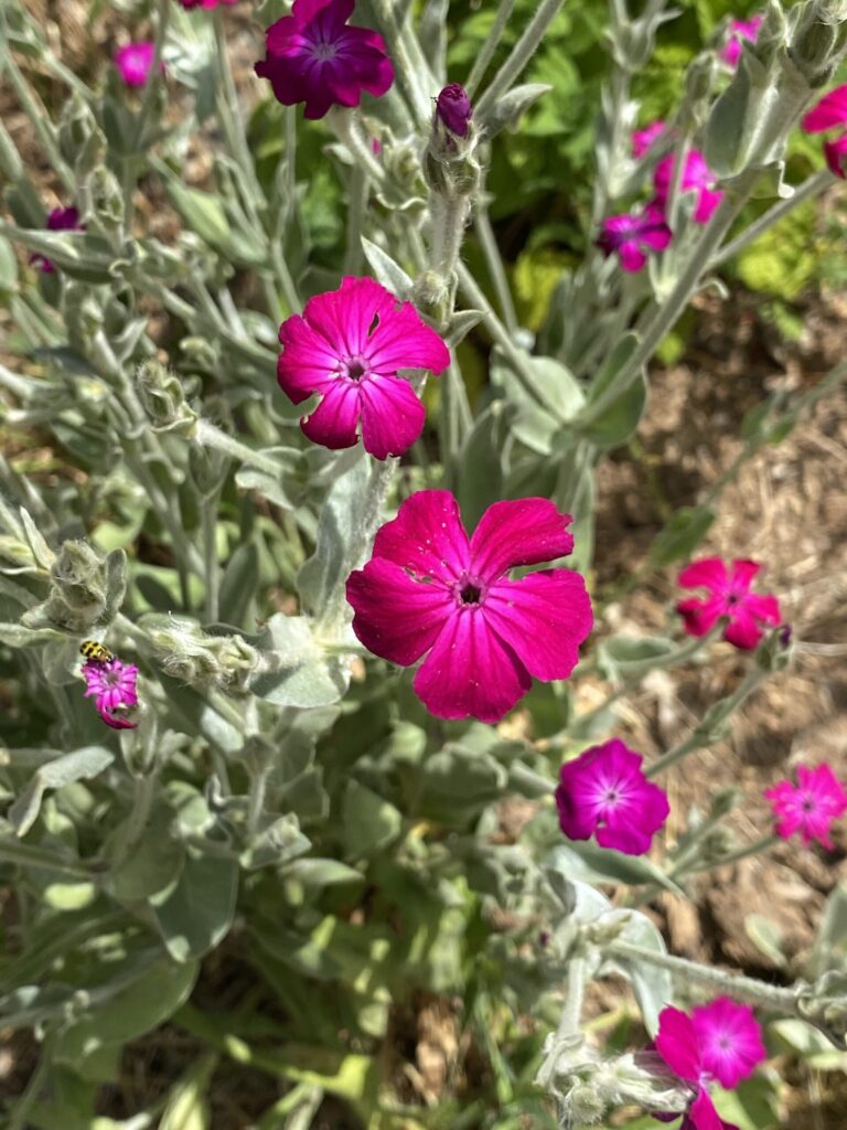 Rose Campion