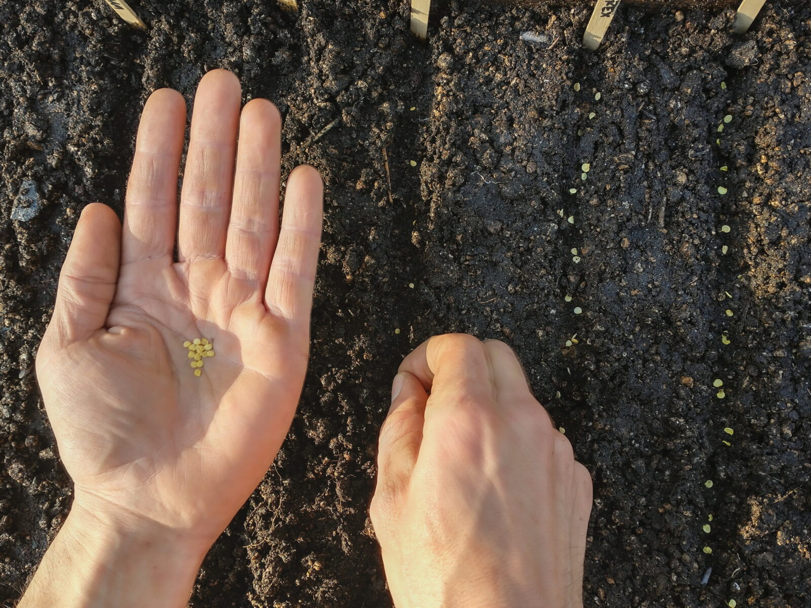 Locally Adapted Seeds: Apt to Thrive
