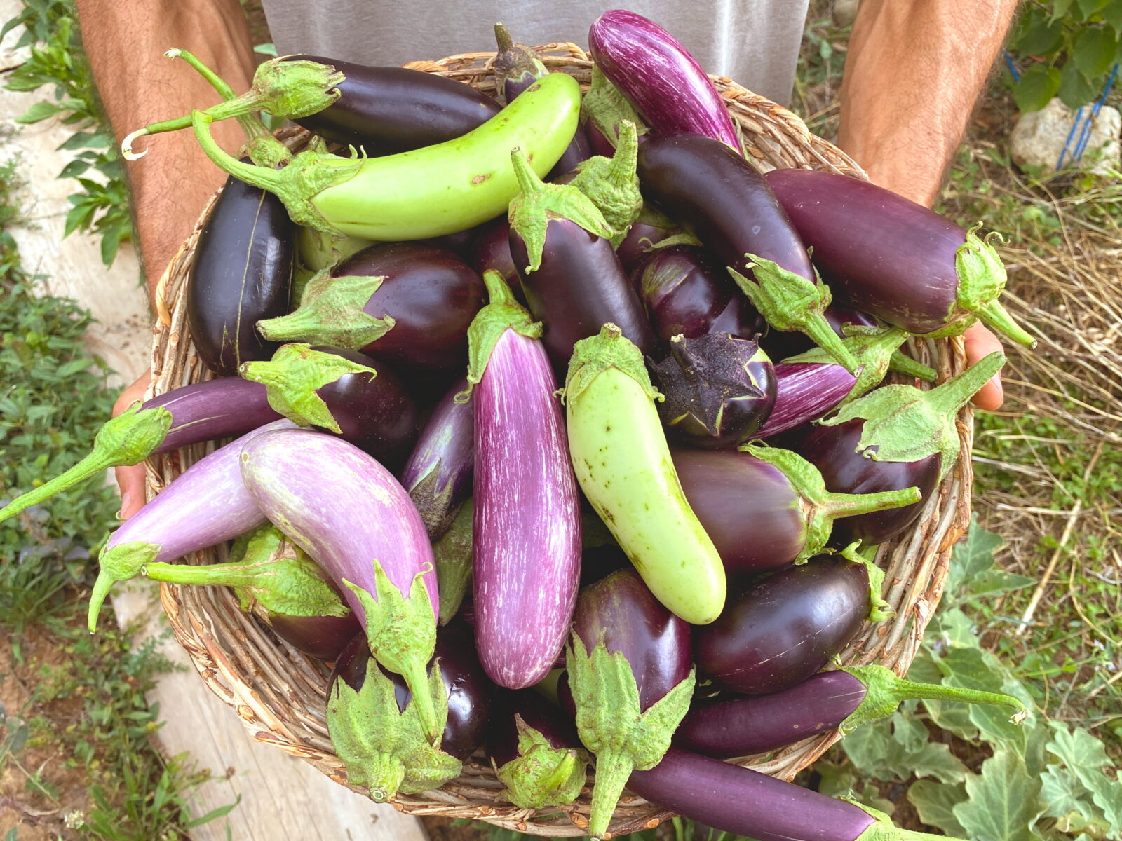 Seeds of Diversity: 5 Reasons to Embrace Genetic Diversity in our Gardens