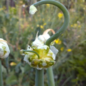 Egyptian Walking Onions