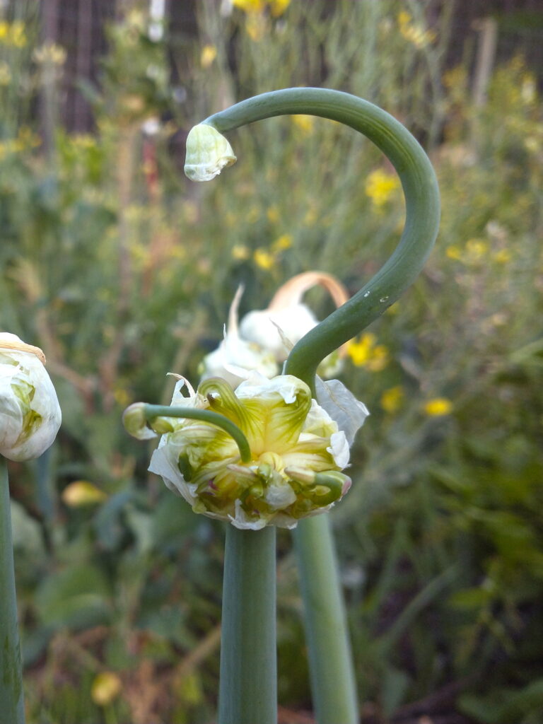 Walking Onion