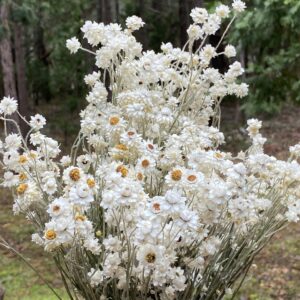 Winged Everlasting