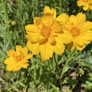 Lanceleaf Coreopsis