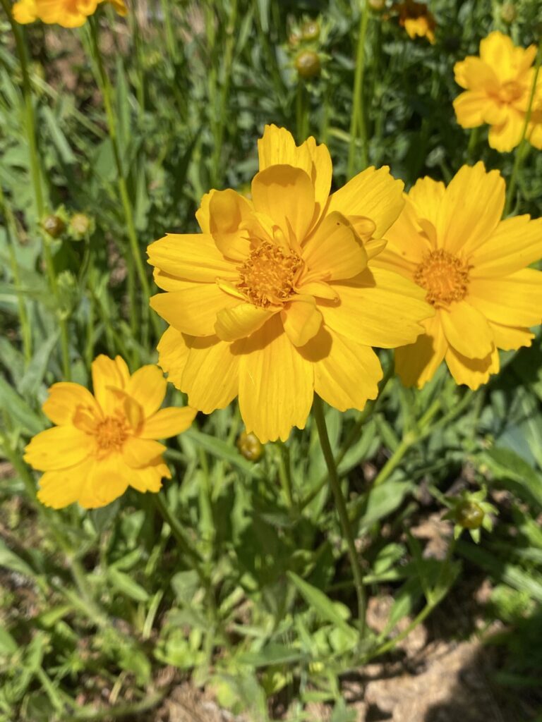 Lanceleaf Coreopsis