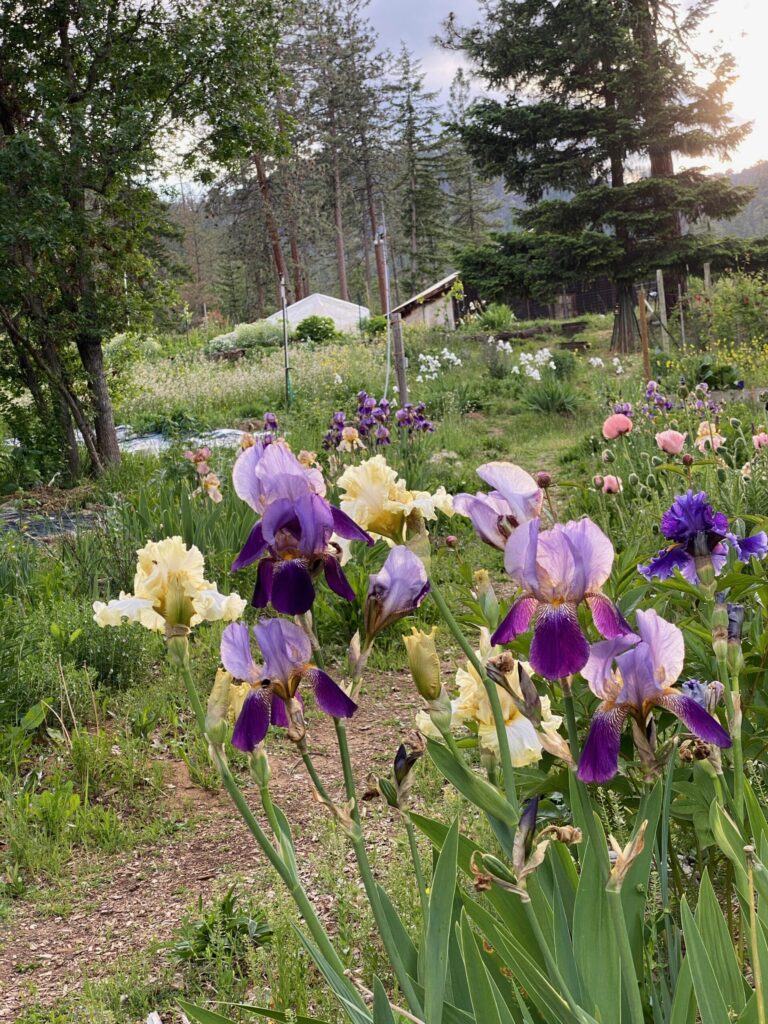Bearded Iris Mix