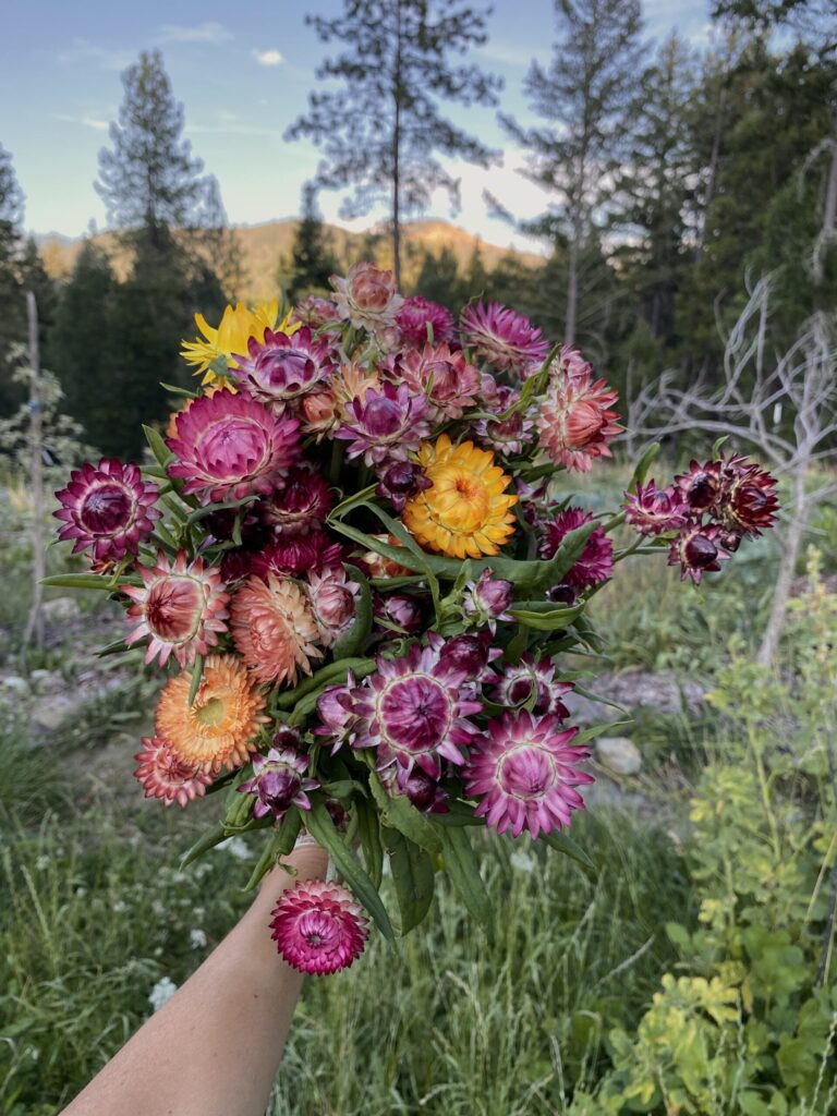 Strawflower Mix