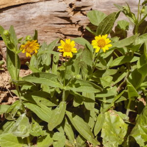 Meadow Arnica