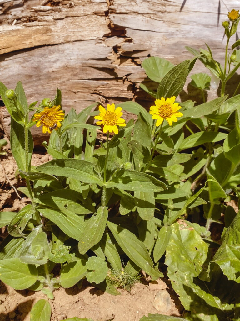 Meadow Arnica