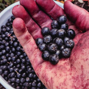 Aronia Berry