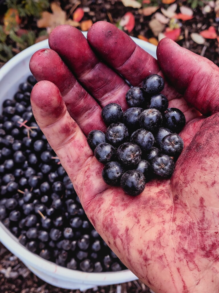 Aronia Berry