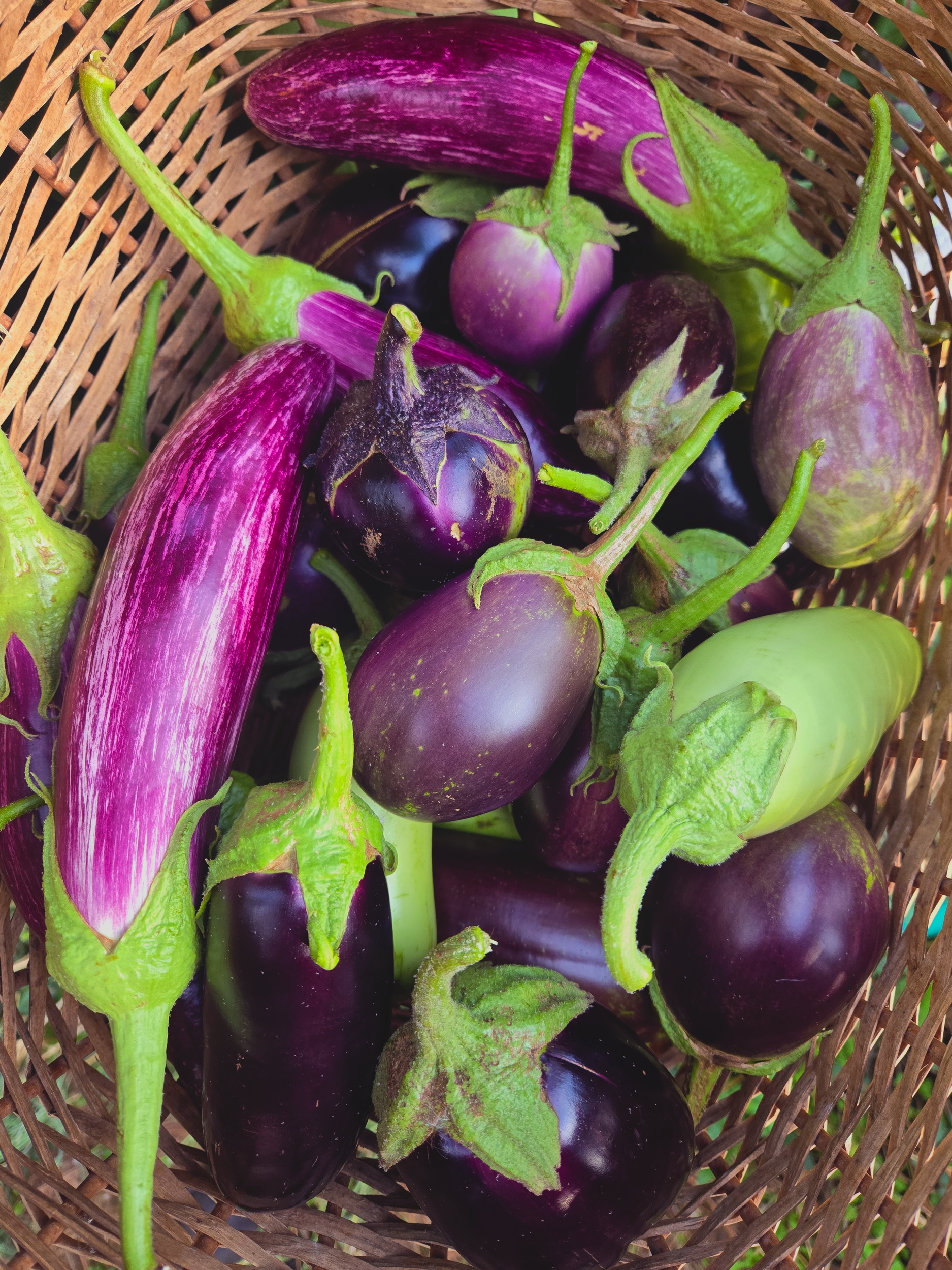 water eggplant Scrambled Eggplant Mix – Homestead Culture