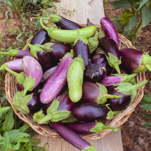 Scrambled Eggplant Mix