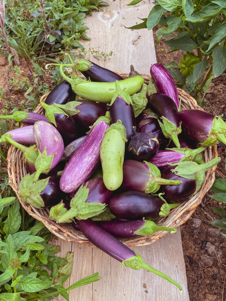 Scrambled Eggplant Mix