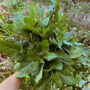 olivenbaum duengen Olivenbaum Dünger von Flora Boost main image 0