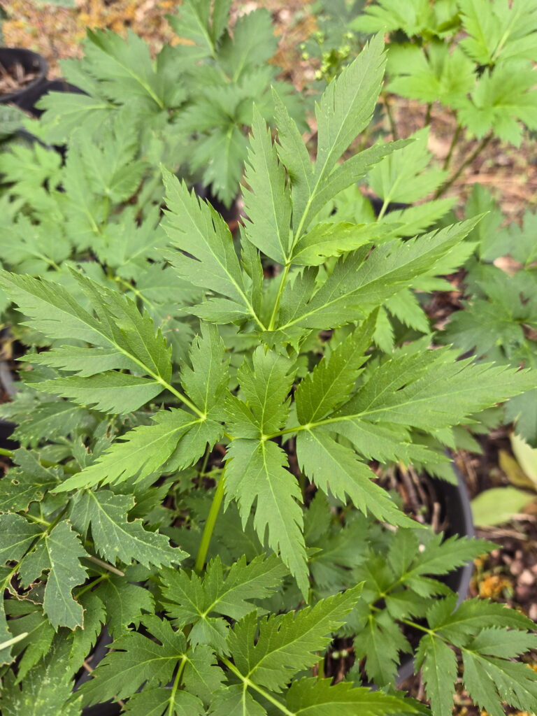 Korean Celery