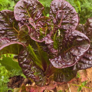 Little Leprechaun Lettuce