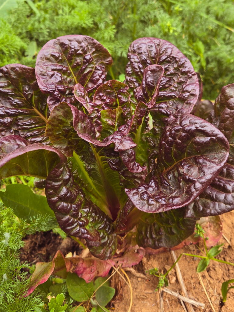 Little Leprechaun Lettuce