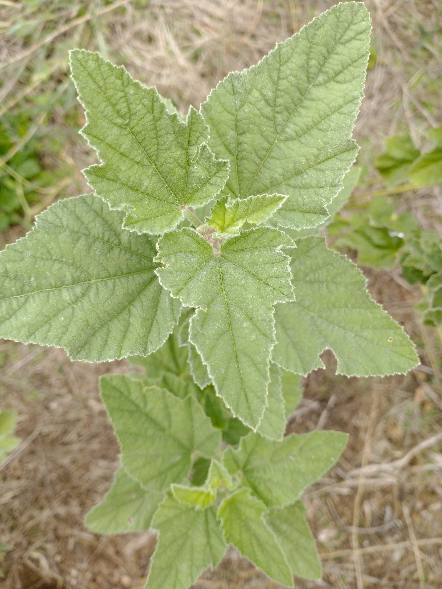 Marshmallow Seeds (Althaea officinalis) Marsh Mallow Seeds