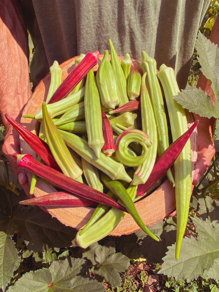 Oh My Okra Grex