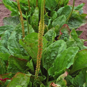 Broadleaf Plantain