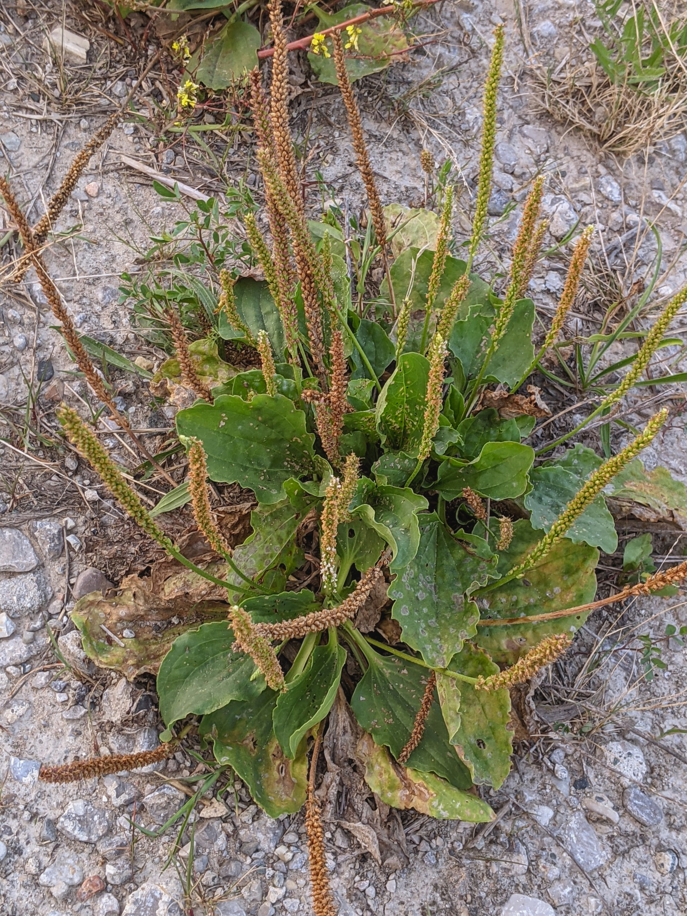 Broadleaf Plantain Seeds (Plantago major) Greater Plantain