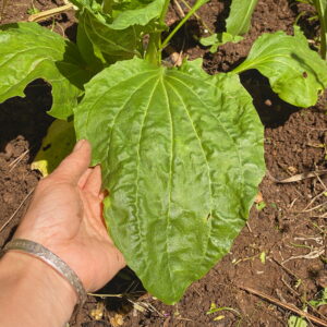 Broadleaf Plantain