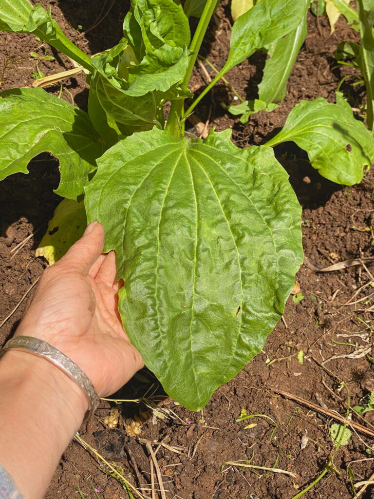 Broadleaf Plantain