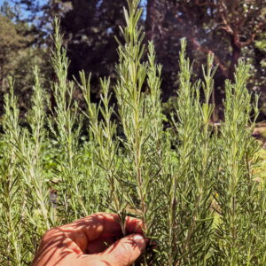 Rosemary Mix