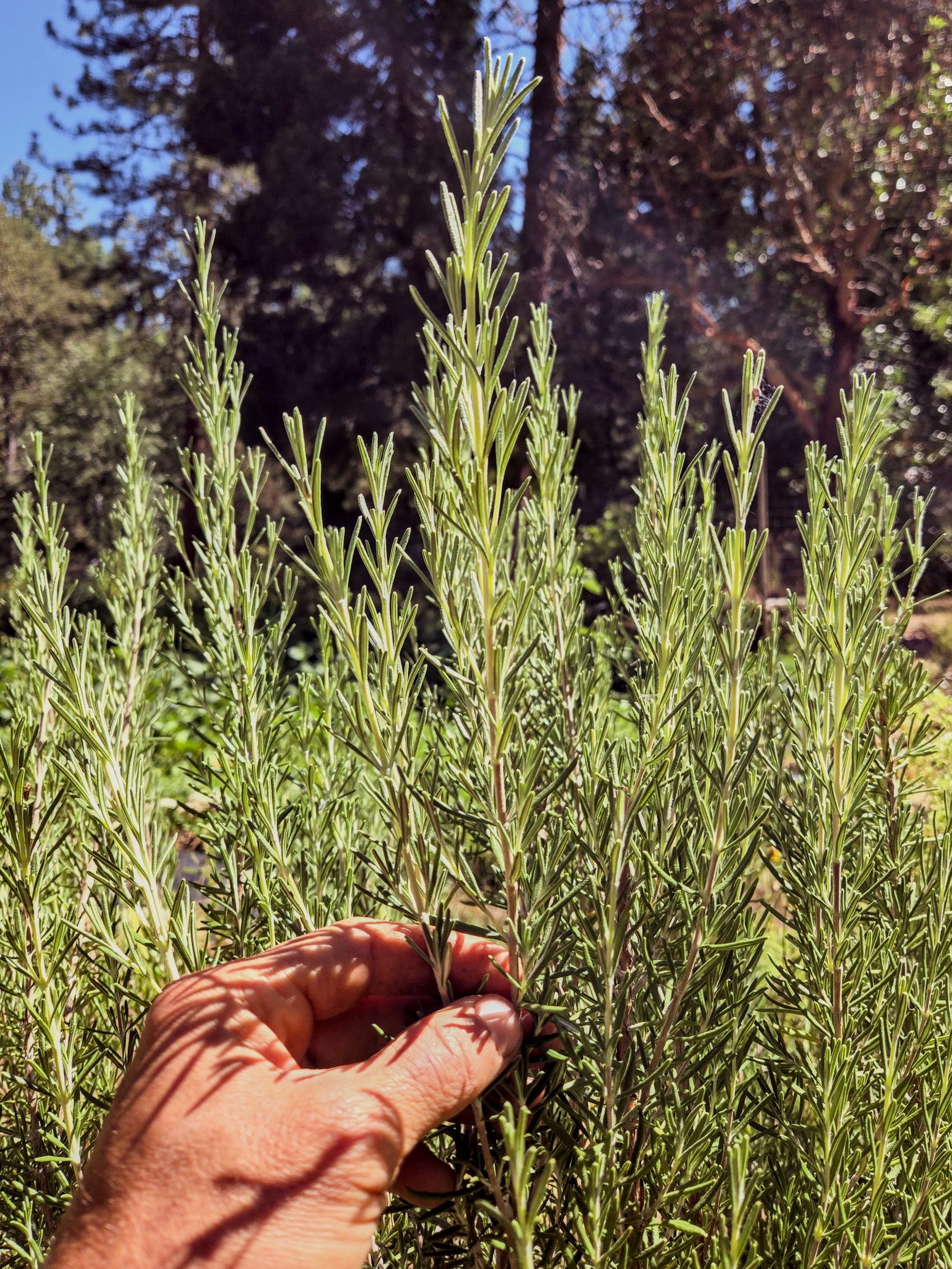 Rosemary Seeds (Salvia rosmarinus) Upright Rosemary Seeds