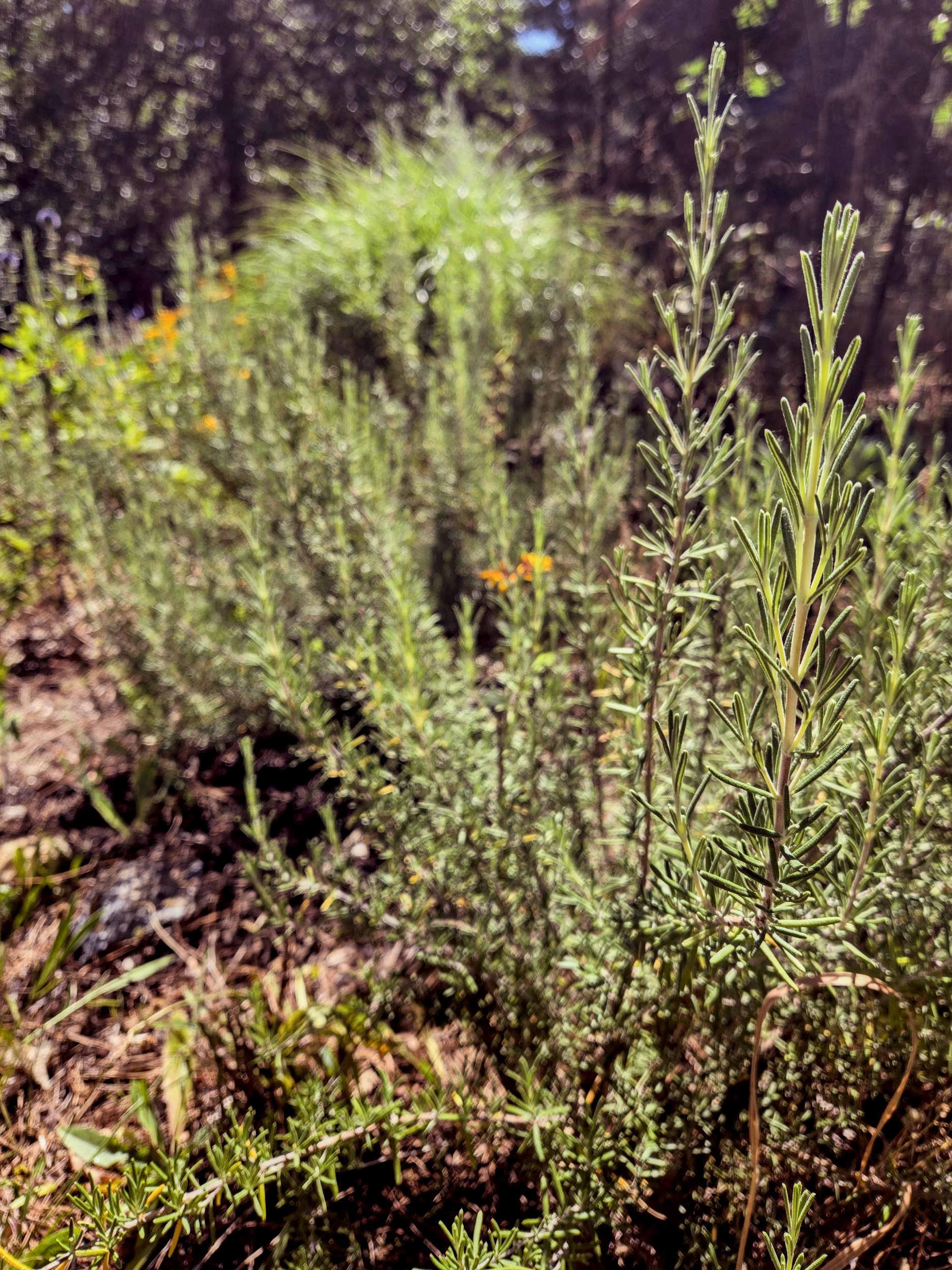 Rosemary Seeds (Salvia rosmarinus) Upright Rosemary Seeds