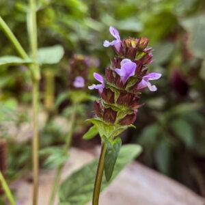 Self Heal