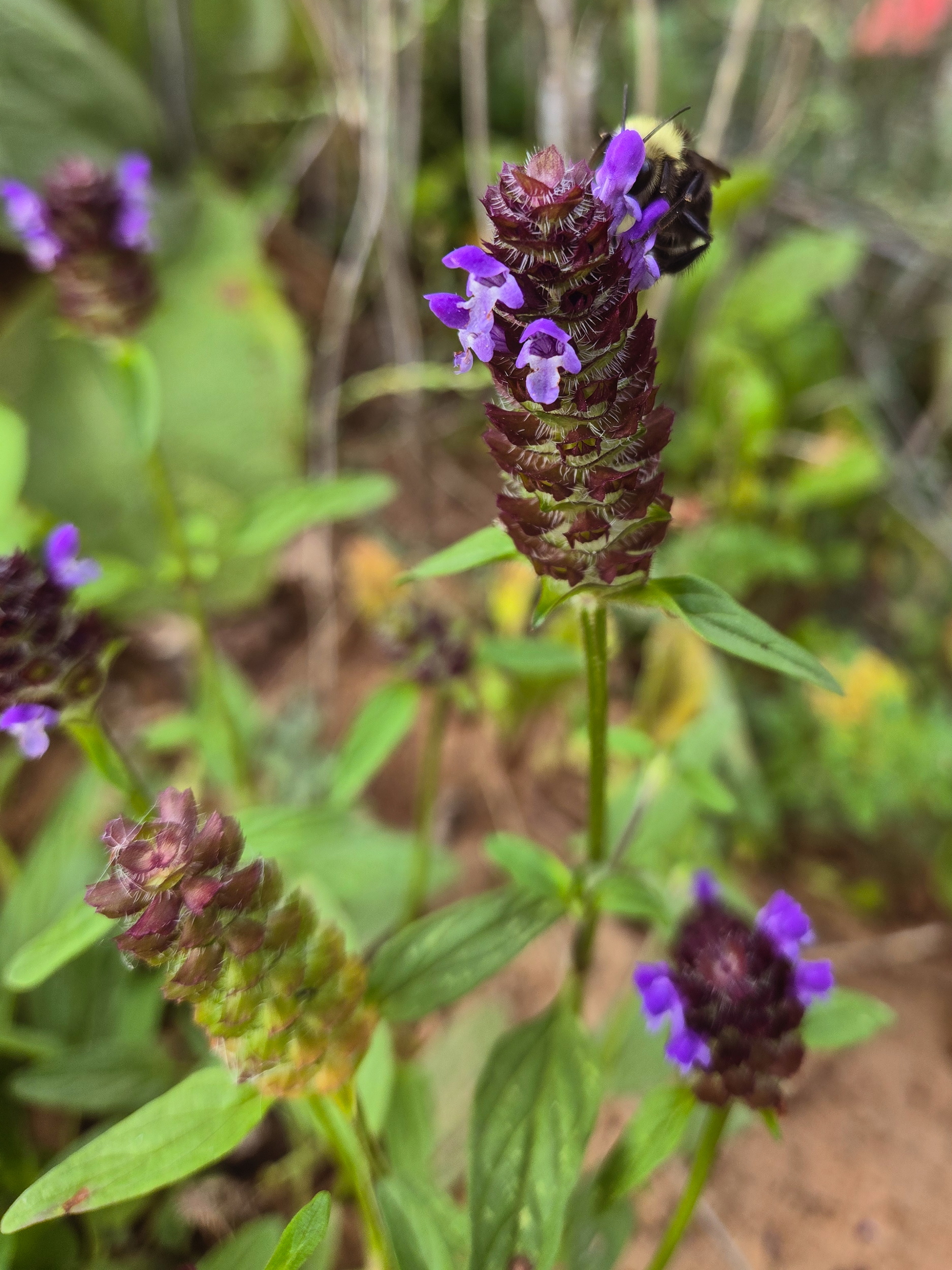 Self Heal Seeds (Prunella vulgaris) Self-heal, Selfheal Seeds