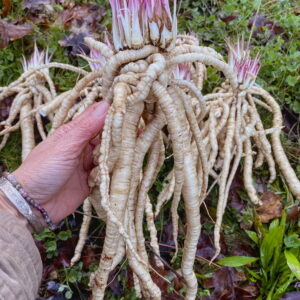 Skirret Mix
