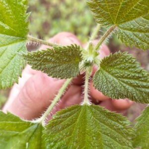 Stinging Nettle