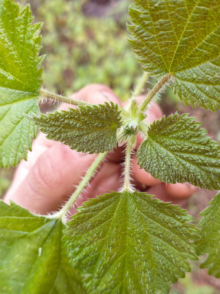 Stinging Nettle