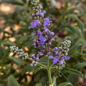 Vitex