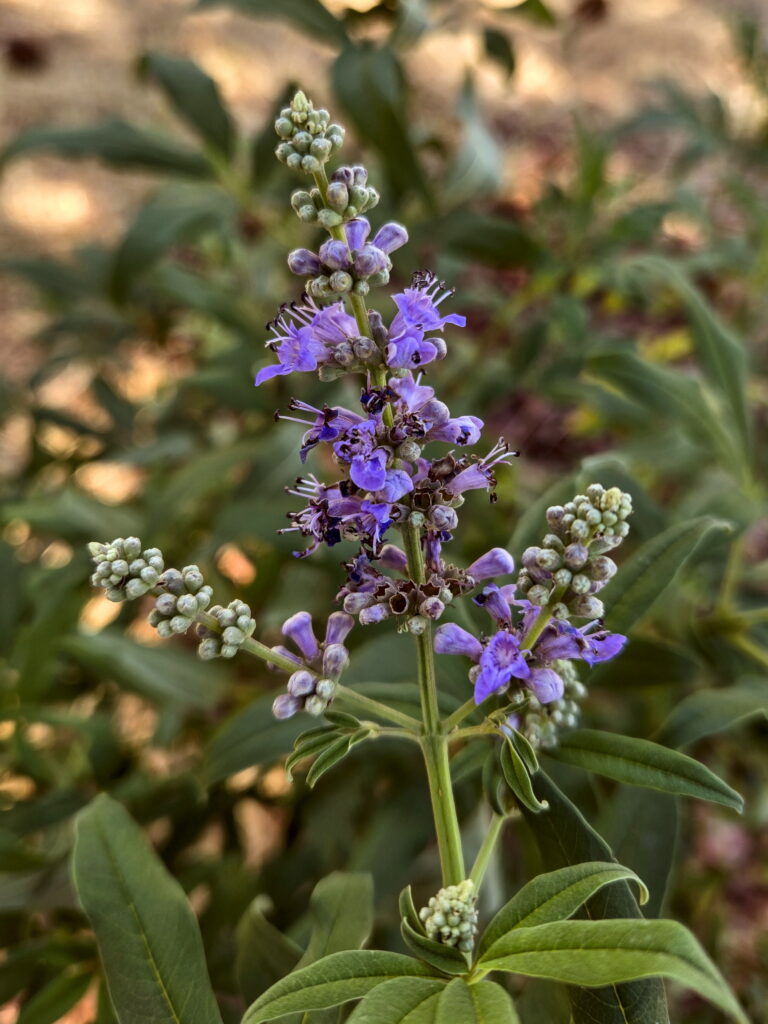 Vitex