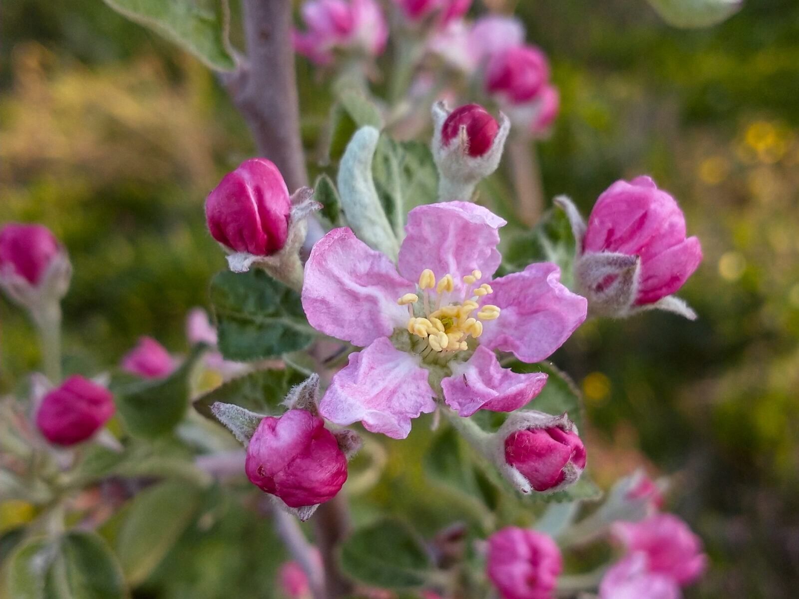 Planting Trees With Deer & Rodents In Mind