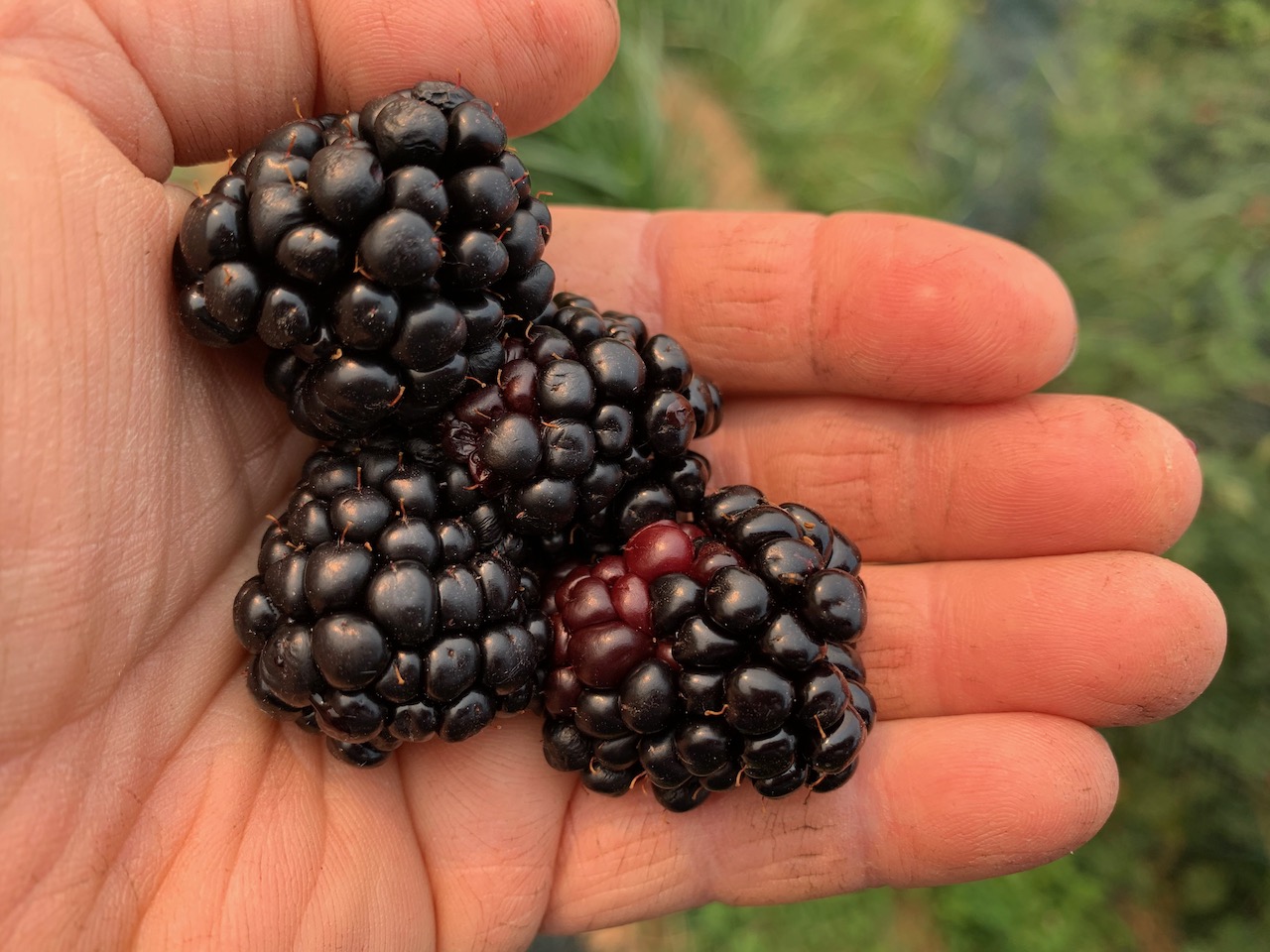 I ❤️ Berries